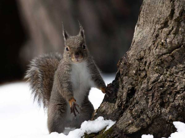 食べていたミカンを奪われたリス　切なすぎる表情に、同情の声続出　「かわいそう」「何億回も見れる動画」