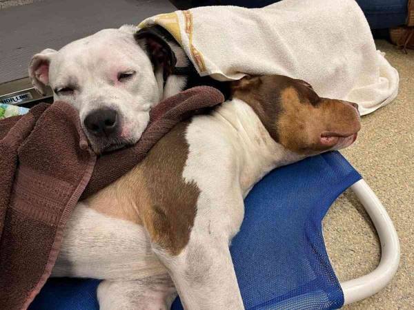 寄り添って眠る２匹の犬　写真に号泣する人が続出した理由は…「悲しすぎる」