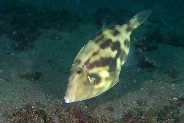 「すげー！！」水族館で興奮する若い男性　次の言葉に「吹き出しそうになった」
