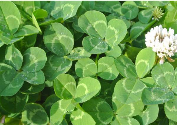 クローバーの花言葉が鳥肌モノ！　「幸運のイメージしかなかった」「必死に探してたのに」