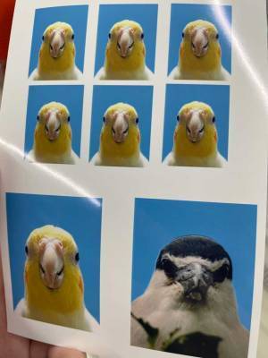 「即採用！」凛々しい表情で撮られた証明写真、写っているのは？