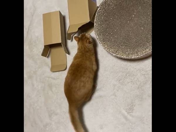 飼い主「今日も裏切られた…！」　猫の行動に「なんでや！」「そっちか～い！」