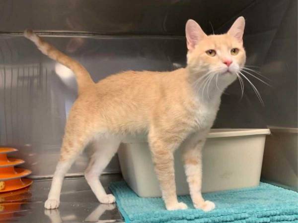 たった１週間で施設に返された保護猫　スタッフが公開した『理由』に「ちょっと待て」「かわいすぎるだろ」