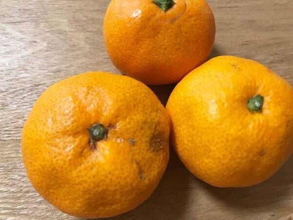 慌てて食べなくていい！　ミカンの鮮度を２週間キープする方法に「たったそれだけ！？」