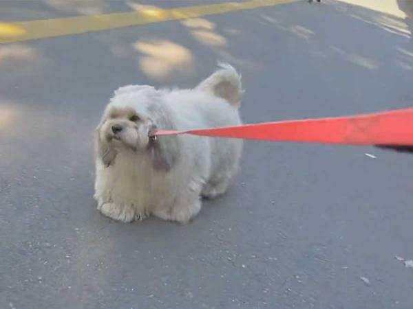 散歩を拒否する犬　寝転んでいたら高齢の男性に話しかけられて？