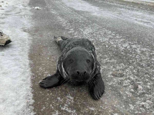何度も海から陸に上がってくるアザラシの子供　実はかわいそうな理由だった