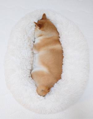 布をめくると『天国』が広がっていた…　飼い主が不安になった柴犬の寝相