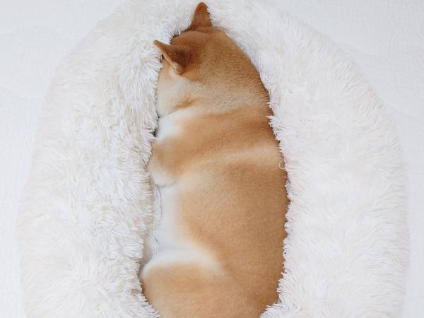布をめくると『天国』が広がっていた…　飼い主が不安になった柴犬の寝相