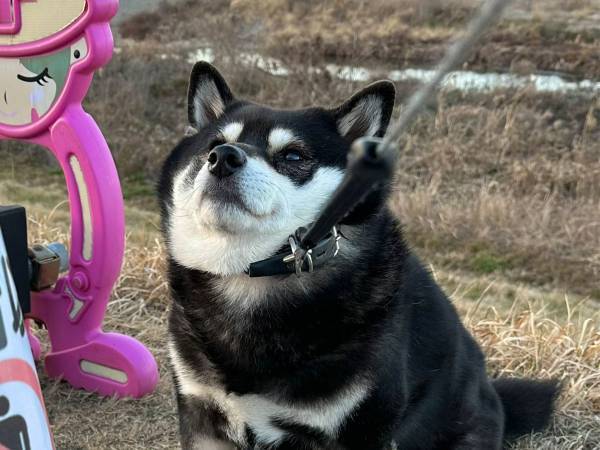 ある場所で止まってしまった柴犬　見つめる先にあるものに「分かるよ、その気持ち」