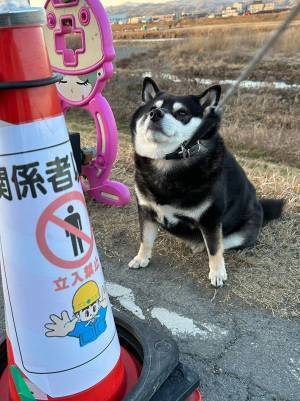 ある場所で止まってしまった柴犬　見つめる先にあるものに「分かるよ、その気持ち」