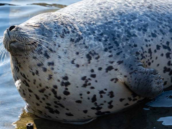 「お母さんに布団をはぎ取られた？」　打ち上げられたアザラシたちにじわじわくる！