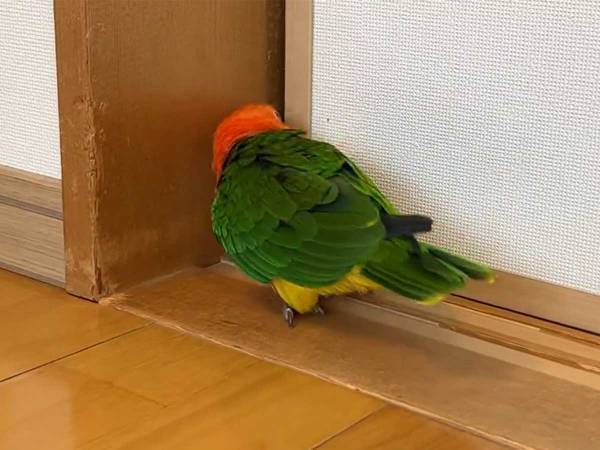 隙間を覗いたインコが、次の瞬間？　まさかの行動に「一体、何を見たの…」