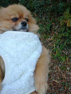 『古代ローマ犬』が爆誕！　ポメラニアンに着る毛布を着させた結果…