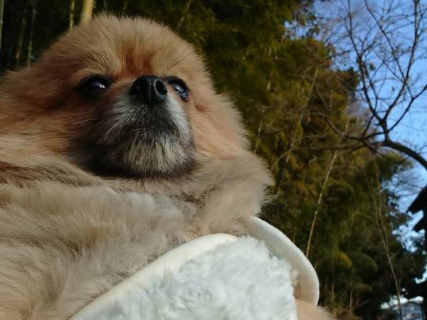 『古代ローマ犬』が爆誕！　ポメラニアンに着る毛布を着させた結果…