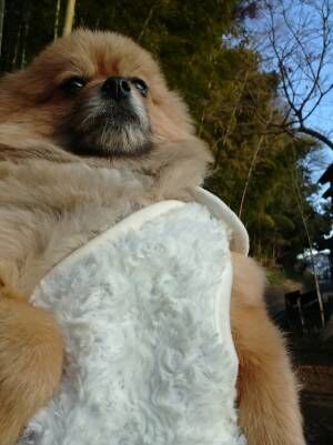 『古代ローマ犬』が爆誕！　ポメラニアンに着る毛布を着させた結果…