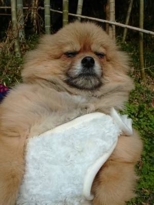 『古代ローマ犬』が爆誕！　ポメラニアンに着る毛布を着させた結果…