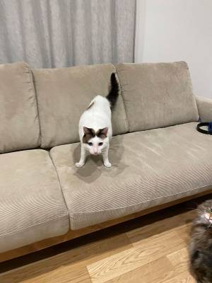 「美容室帰りの妻を他人と勘違いしてしまった猫」　尻尾が…！