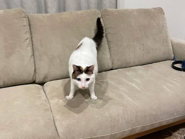 「美容室帰りの妻を他人と勘違いしてしまった猫」　尻尾が…！