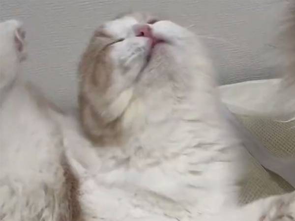 体をかきたい猫　しかし、後ろ脚は…　「なんで？どーして！？」