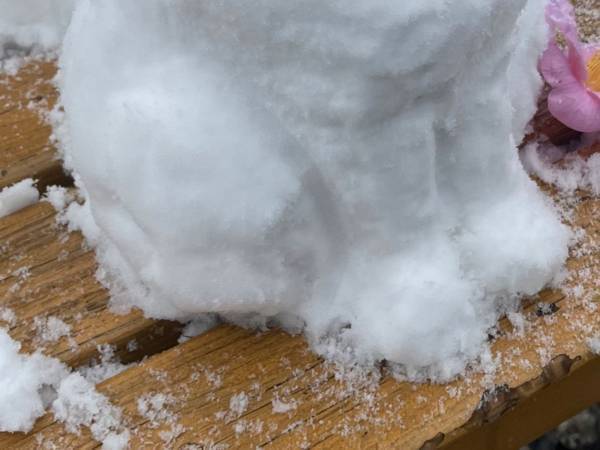 雪の日、ベンチに座っていたのは？　あまりのかわいさに「写真撮っていいですか？」