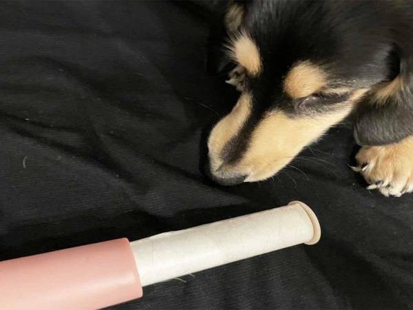 ペットの毛ともおさらば！　外出先で活躍してくれるダイソーの携帯できる『ほこり取り』