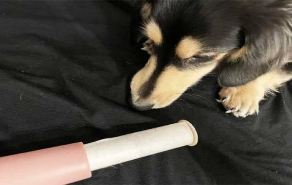 ペットの毛ともおさらば！　外出先で活躍してくれるダイソーの携帯できる『ほこり取り』