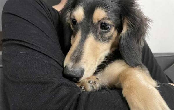 ペットの毛ともおさらば！　外出先で活躍してくれるダイソーの携帯できる『ほこり取り』