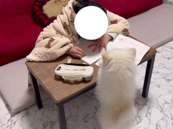 拗ねたポメラニアン　宿題中の娘に向かって前脚を伸ばし、その直後…！