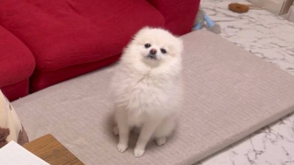 拗ねたポメラニアン　宿題中の娘に向かって前脚を伸ばし、その直後…！