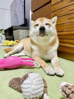 夜更かしする気満々の飼い主　断念した理由に「これは抗えない」