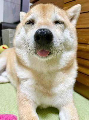 夜更かしする気満々の飼い主　断念した理由に「これは抗えない」