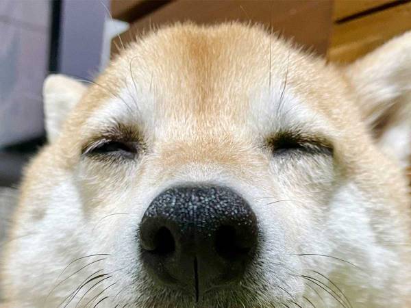 夜更かしする気満々の飼い主　断念した理由に「これは抗えない」