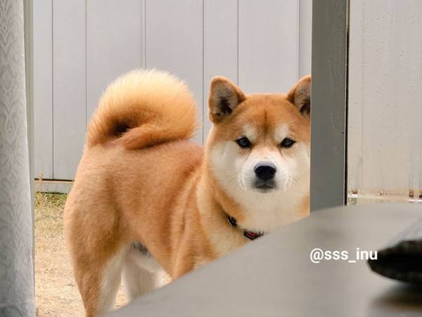 「こたつに入っていないで、お庭に来てボールを投げなさい…」　柴犬の表情に、クスッ