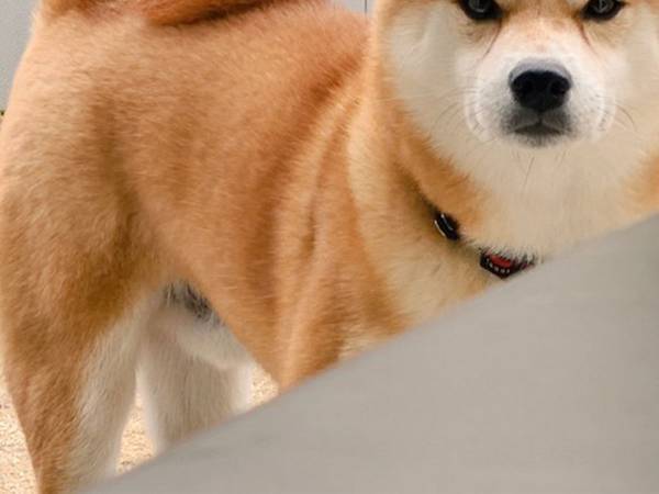 「こたつに入っていないで、お庭に来てボールを投げなさい…」　柴犬の表情に、クスッ