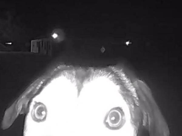 深夜１時にドアベルが反応　映っていたのは？「信じられない」「賢すぎる」