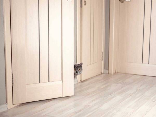 数時間出かけていた女性　帰宅後、玄関のドアを開けると…？　「爆笑した」