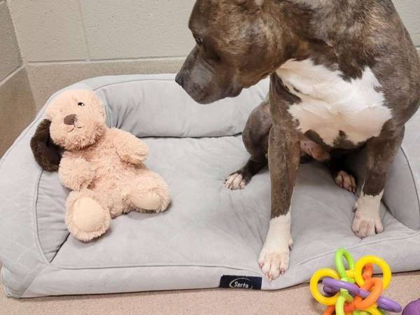 片耳を失った保護犬　お気に入りのぬいぐるみへの『ある行動』に「泣いた」「心が痛い」