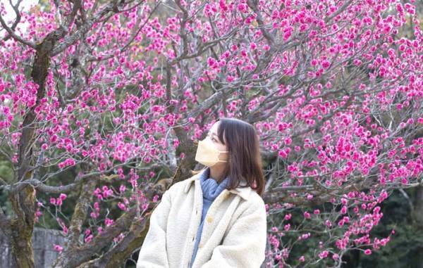 春の花の王女『梅』が開花　マスクの要らない明るい春は、もうそこまで来ている