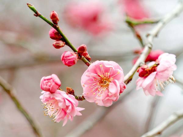 春の花の王女『梅』が開花　マスクの要らない明るい春は、もうそこまで来ている