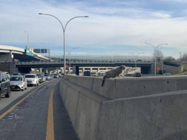 高速道路で見つかった猫　走行車を１台、２台と避けて、次の瞬間…？