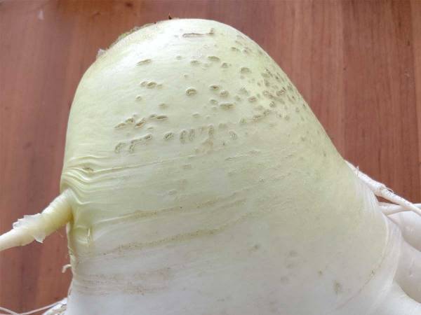 「ワタシ、大根作るの下手すぎる」　神話に出てきそうな１本が爆誕