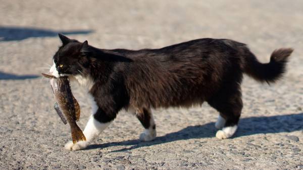 「クロネコヤマトの本気を見た」「相変わらず緩い」　ヤマト運輸、猫が一番好きな魚の種類を検証