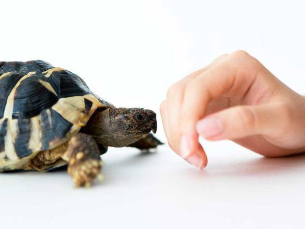 「こちらがカメの『もっと撫でろ』です」　水族館が投稿した動画にクスッ！