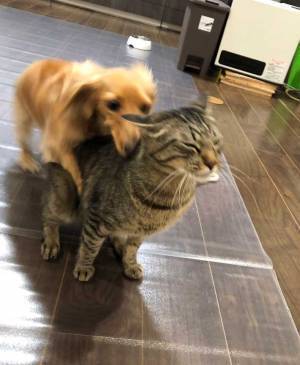 ほのぼの風景かと思いきや…　猫とじゃれあう犬に起こった悲劇とは？