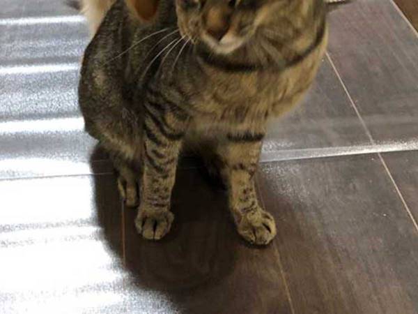 ほのぼの風景かと思いきや…　猫とじゃれあう犬に起こった悲劇とは？