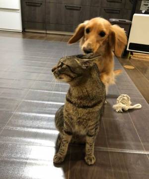 ほのぼの風景かと思いきや…　猫とじゃれあう犬に起こった悲劇とは？