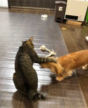 ほのぼの風景かと思いきや…　猫とじゃれあう犬に起こった悲劇とは？