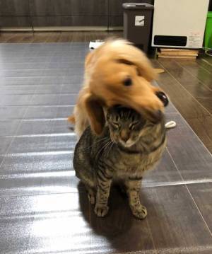 ほのぼの風景かと思いきや…　猫とじゃれあう犬に起こった悲劇とは？