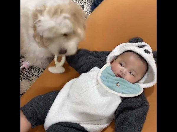 おもちゃ盗ったでしょ？　疑われた犬の表情に「笑った！」