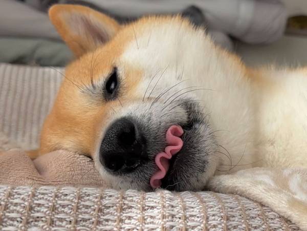 「いくらなんでも波打ちすぎ」　柴犬のベロに腹筋崩壊！